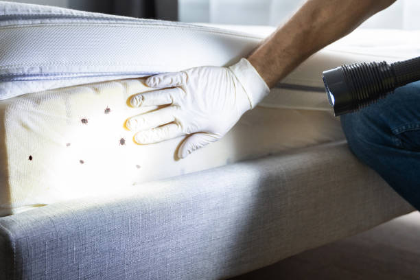 Best Ant Control Services  in Mascoutah, IL