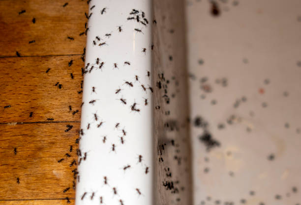 Wasp Removal Services in Mascoutah, IL
