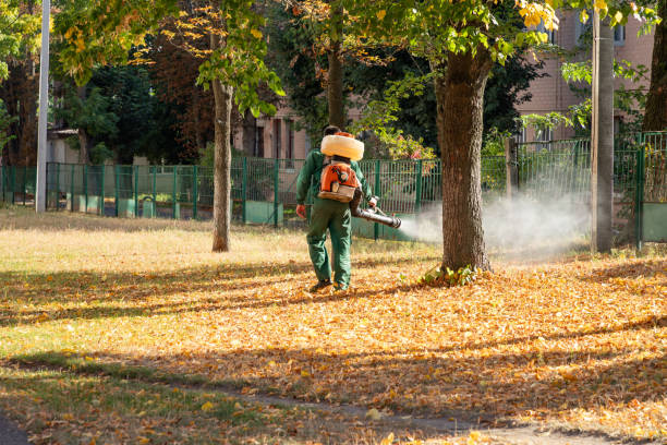 Best Flea Control Services  in Mascoutah, IL