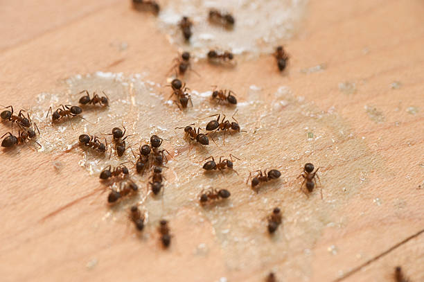 Best Best Pest Control Companies  in Mascoutah, IL
