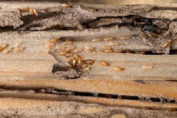 Best Emergency Pest Control  in Mascoutah, IL
