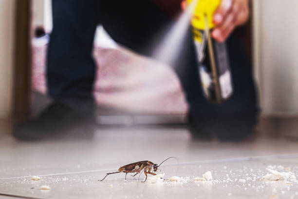 Best Affordable Pest Control Services  in Mascoutah, IL